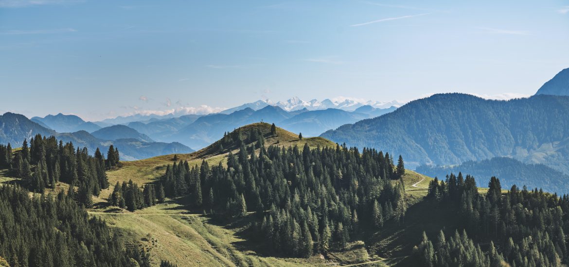 aerial view of forest